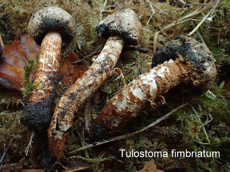 Tulostoma fimbriatum-amf1915-1.jpg - Tulostoma fimbriatum